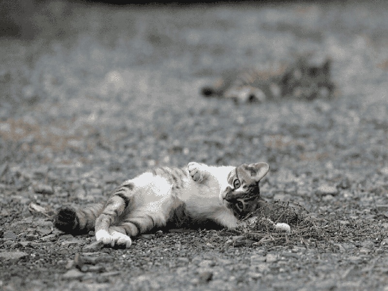 沈阳哪可以代怀,沈阳试管夫妻怀孕了（试管备孕运动视频）